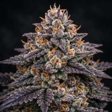 Slurricane #7 Feminised Silver