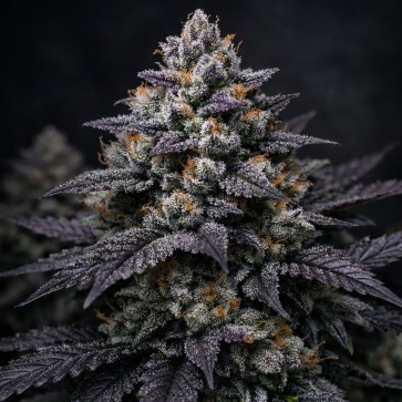 Slurricane Feminised Silver