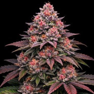 Strawberry Cola Sherbet Feminised Silver cannabis seeds