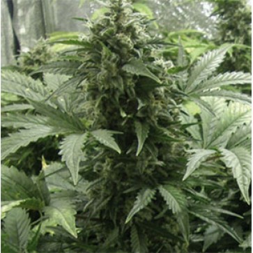 Семена конопли White Dwarf Feminised Silver