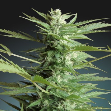 Семена конопли White Dwarf Feminised Silver