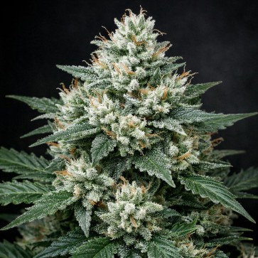 White Widow XXL Feminised Silver