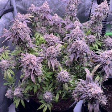 Насіння Booberry Cookies RBX Feminised