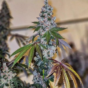 Насіння Cherry Pie OG S1 Feminised