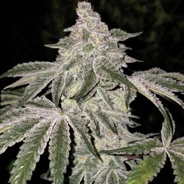 Насіння Lemon Cherry Pie R1 Feminised
