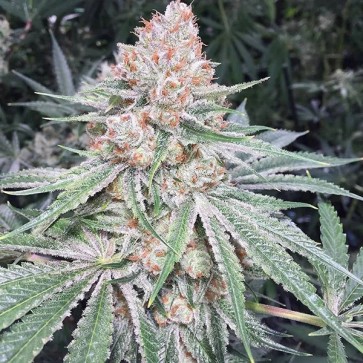Насіння Lilac Diesel RBX2 Feminised