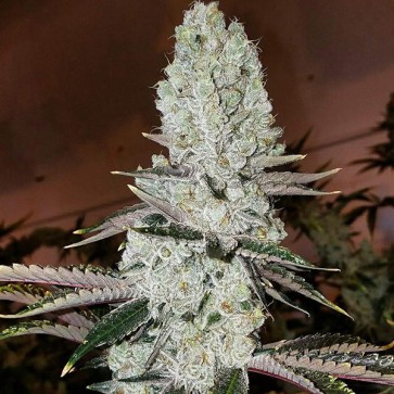 Насіння Mandarin Cookies R3 Feminised