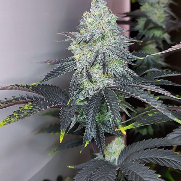 Насіння Mandarin Zkittlez R1 Feminised