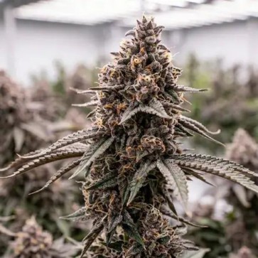 Насіння Auto Pluto Cookies IBL Feminised