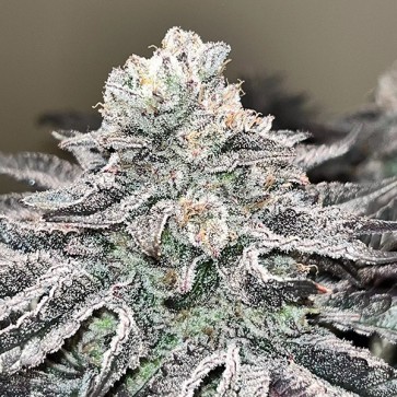 Насіння Strawberry Cookies OG R1 Feminised