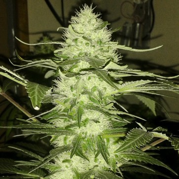 Семена конопли Moby Dick Feminised