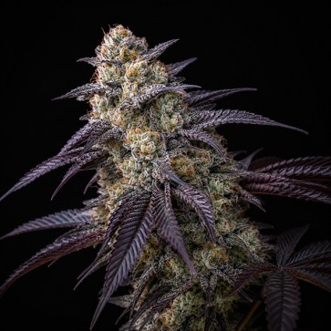 Насіння King's Juice Feminised Green House Seeds