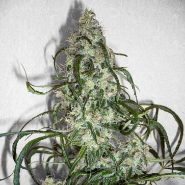 Auto Super Lemon Haze Feminised Hemp Seeds