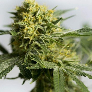 Насіння конопель Chronic Feminised
