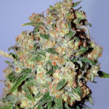 Cannabis Seeds Critical Feminised