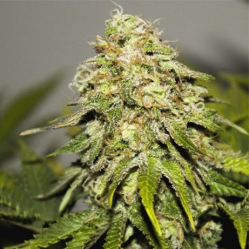 Cannabis Seeds Critical Feminised