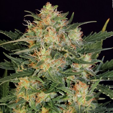 Cannabis Seeds Auto White Russian Feminised