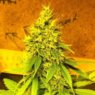 Семена конопли Mazar Feminised