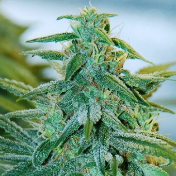 Семена конопли Mazar Feminised