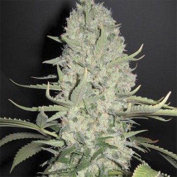 Семена конопли White Russian Feminised