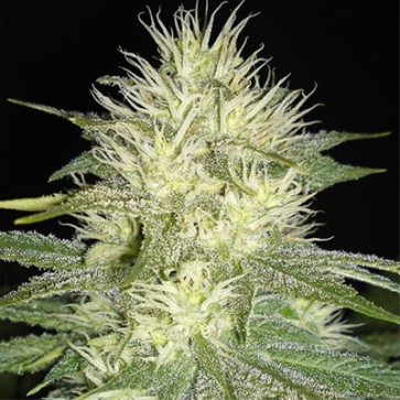 Семена конопли White Russian Feminised