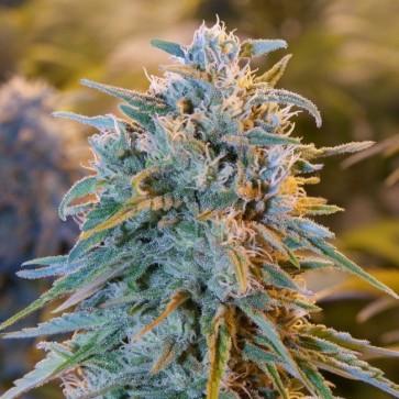 Насіння конопель Auto Blue Dream Feminised