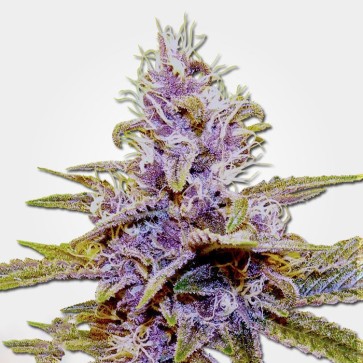 Насіння конопель Auto Blue Dream Feminised