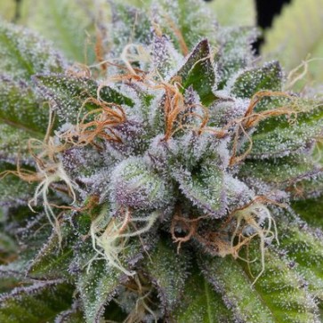 Насіння конопель Auto Bubba Kush Feminised