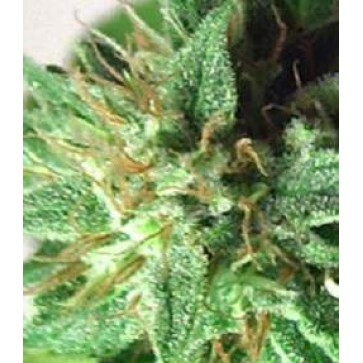 Семена конопли Afrodite Feminised