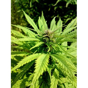 Семена конопли Afrodite Feminised