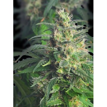Насіння конопель Auto Gnomo Feminised