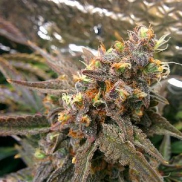 Семена конопли Auto Ginger Punch Feminised