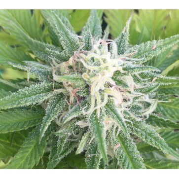 Насіння конопель Gypsy Kush Feminised