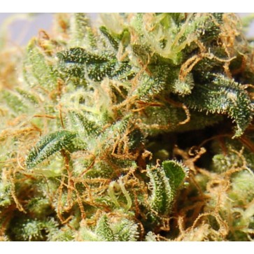 Насіння конопель Kaboom Feminised