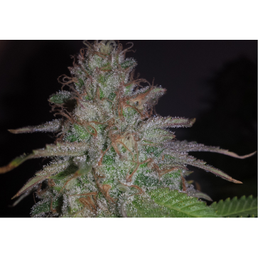 Насіння конопель Karibbean Mango Feminised