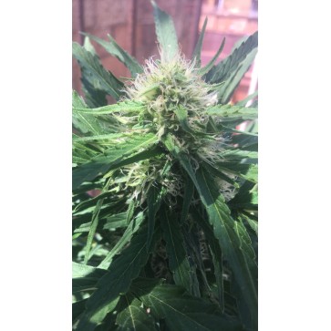 Семена конопли Auto Kickass Feminised