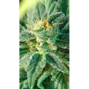 Семена конопли Auto Kritic Feminised