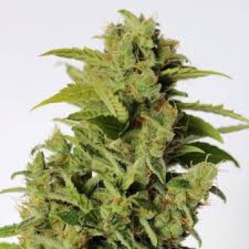 Насіння конопель Auto Mikromachine Feminised