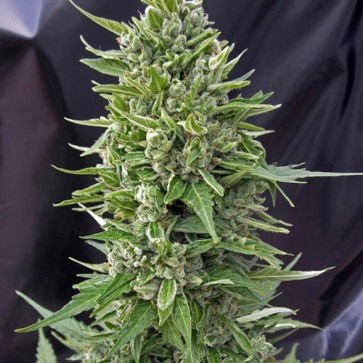 Семена конопли Auto Neuron Feminised