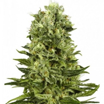 Семена конопли Auto Neuron Feminised