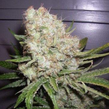 Семена конопли Auto Stress Brake Feminised