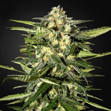 Семена конопли Jack Herer Feminised