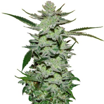 Насіння конопель Auto Alter Ego Feminised