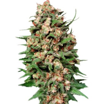 Семена конопли Auto Creative Reactor Feminised