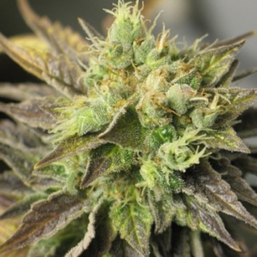 Насіння конопель New York Diesel Feminised