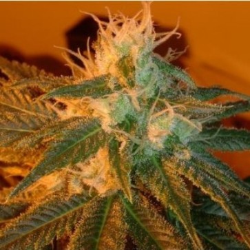 Насіння конопель New York Diesel Feminised