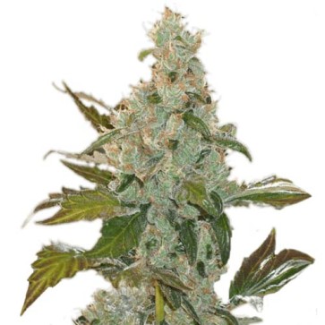 Насіння конопель Phoenix Feminised