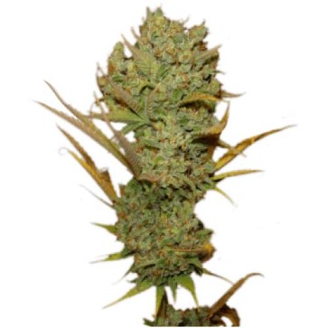 Семена конопли Silver Haze Feminised