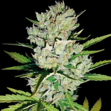 Auto Super Skunk Feminised Hemp Seeds