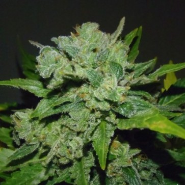 Семена конопли Auto White Widow Feminised